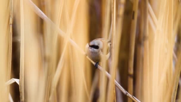小鸟坐在灌木丛中歌唱 — 图库视频影像