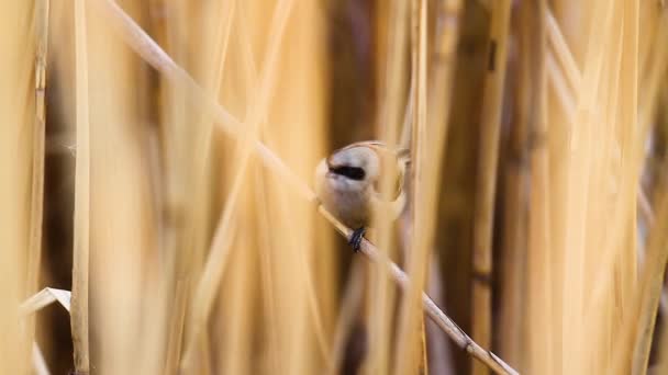 Petit oiseau chante assis dans les fourrés — Video