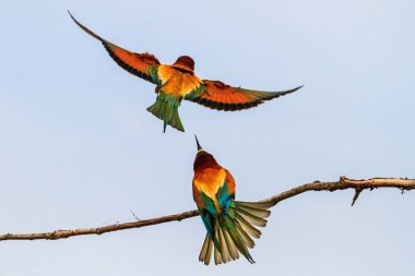 bulutlu gökyüzü uçan bee-eaters