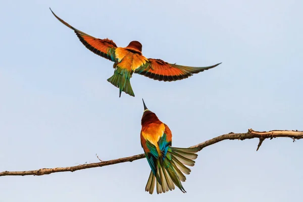 Bulutlu gökyüzü uçan bee-eaters — Stok fotoğraf