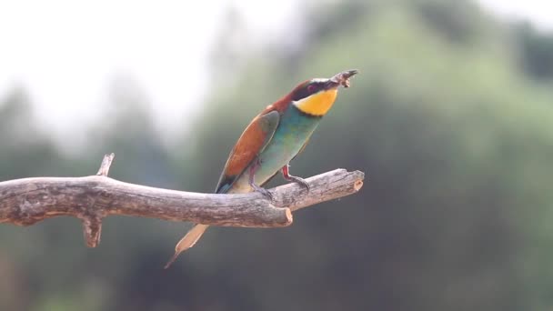 Bee-eater eats a bee and then flies away — Stock Video