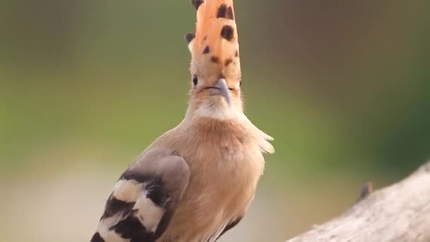 Hoopoe revela su cresta video en cámara lenta — Vídeo de stock