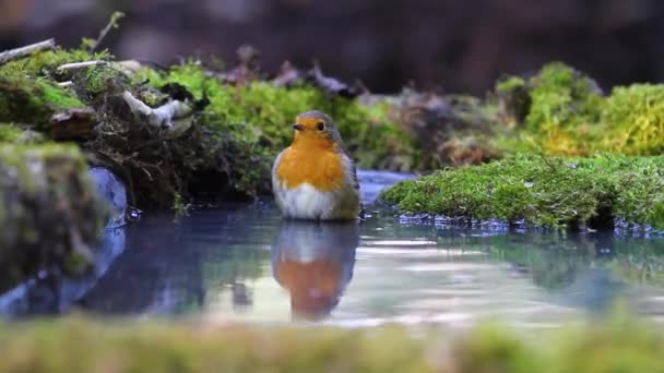 Robin badend in het bos-zwembad — Stockvideo