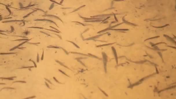 Kleine Fische schwimmen in klarem Wasser — Stockvideo