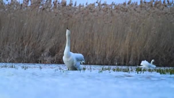 Cisnes blancos nadan en el lago de la noche — Vídeo de stock