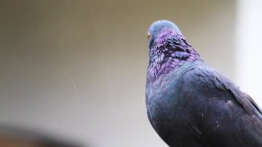 siyah güvercin oturan yağmur, tarım, Evcil hayvanlar