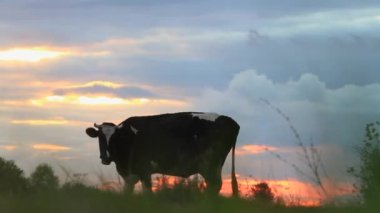 bir alanda gün batımında otlatma inek