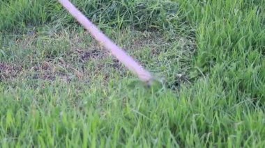 tırpan mows genç yeşil çimen, tarım, Evcil hayvanlar