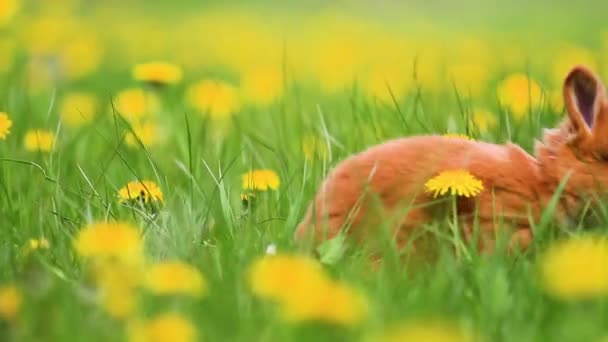 Rote Kaninchen galoppieren zwischen gelben Löwenzahn — Stockvideo