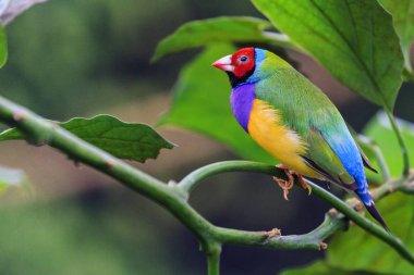 parlak kuş yeşil yaprakları arasında oturur