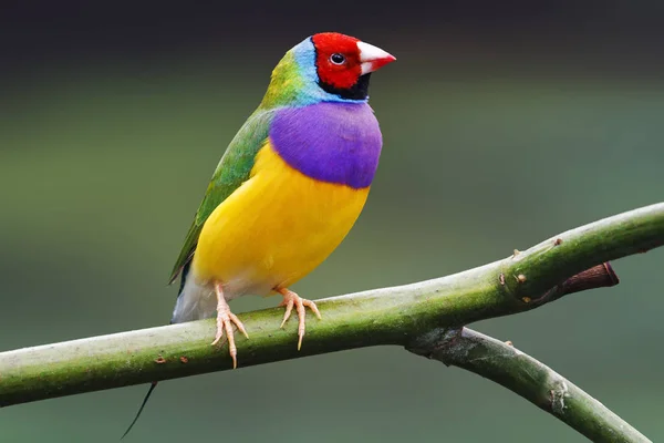 Pájaro colorido se sienta sobre un fondo verde —  Fotos de Stock