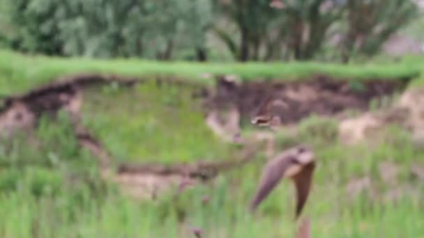 Zand martins vlieg langzaam op een zomerdag — Stockvideo