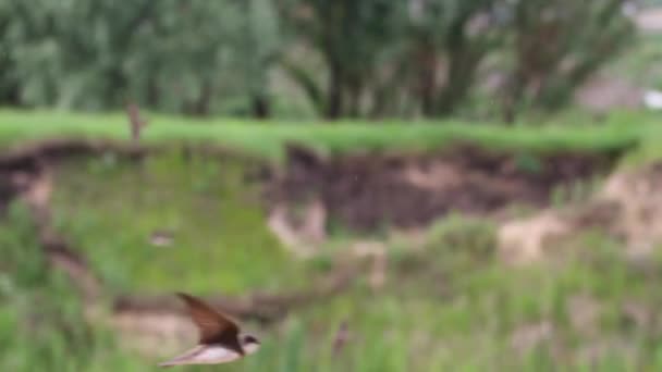 Les hirondelles volent lentement un jour d'été — Video