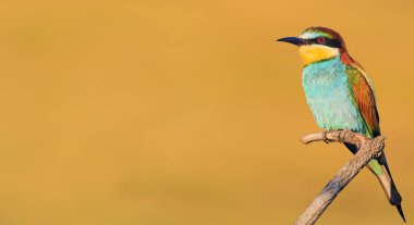 bahar kıyafeti güzel kuş