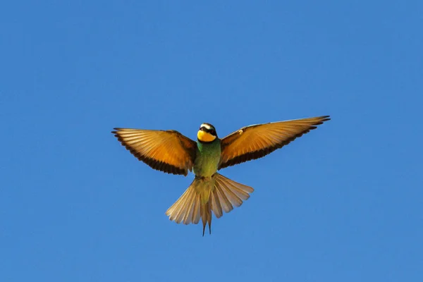 Abelha-comedor voa no céu azul — Fotografia de Stock