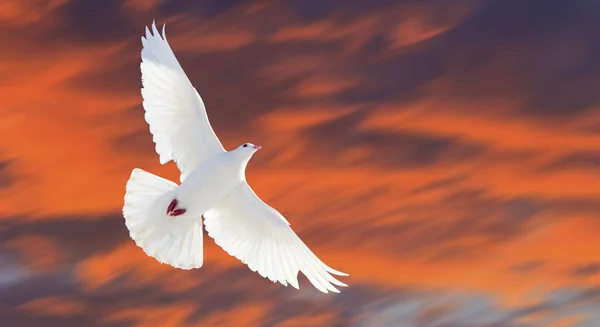 Bird of hope flies in the stormy sky — Stock Photo, Image