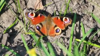 ilk bahar güneşin altında kelebek