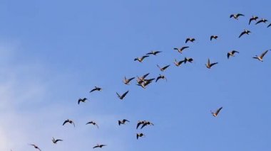 mavi gökyüzünde kazlar sinek sürüsü