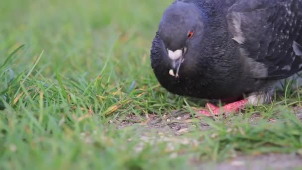 Dove among green grass eats grain — Stock Video