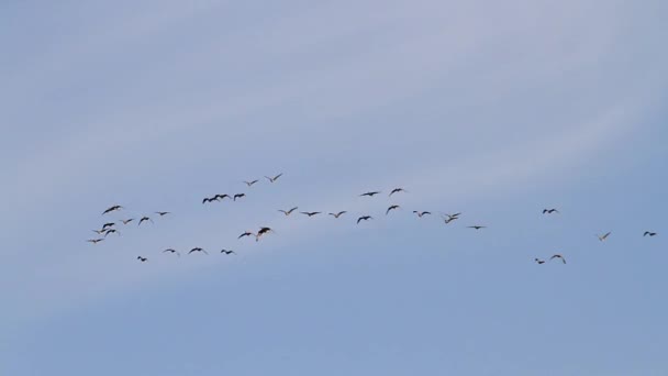 Geese fly north in spring — Stock Video