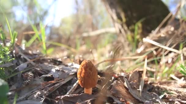 Printemps champignon morille rétro-éclairé par le soleil — Video
