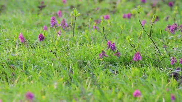 Весняна панорама перших квітів — стокове відео