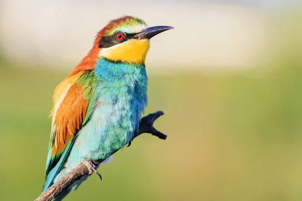 Paradiesvogel sitzt auf einem Ast — Stockfoto