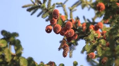 kuş yiyecek kadar çam kozalakları