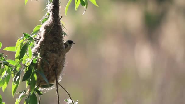 Vogel hat im Frühjahr ein ungewöhnliches Nest gebaut — Stockvideo