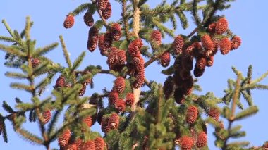 Avrasya konaklamak çam kozalakları kadar yemek