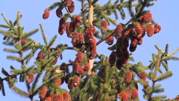 Avrasya konaklamak çam kozalakları kadar yemek — Stok video