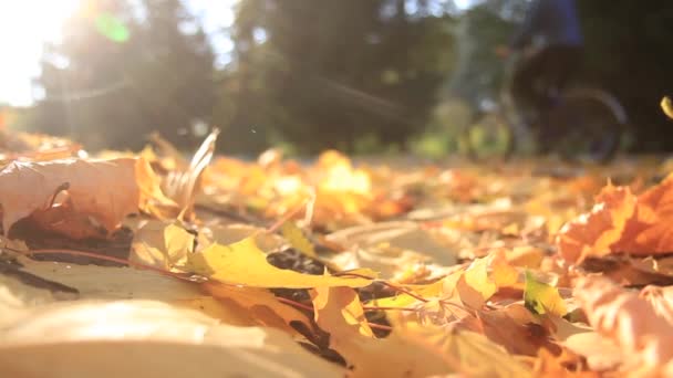 Mother and son ride bicycles in autumn — Stock Video