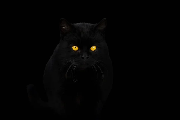 Gato preto no fundo preto — Fotografia de Stock