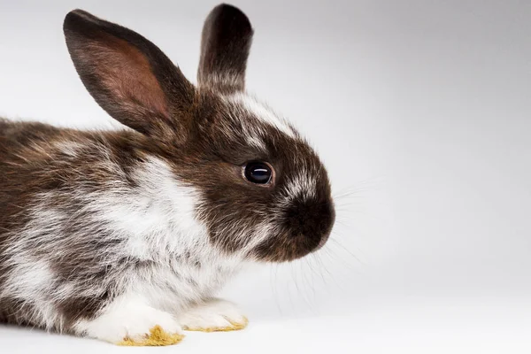 Piękny królik na białym tle — Zdjęcie stockowe