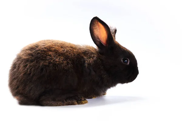 Czarny królik na białym tle — Zdjęcie stockowe