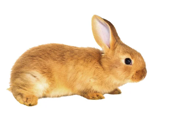 Rød kanin isolert på hvit bakgrunn – stockfoto