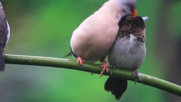 Prachtige Leuke Vogels Likken Elkaar Wildernis Van Tropen — Stockvideo