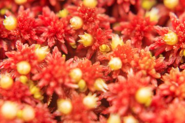 güzel kırmızı sarı moss doku