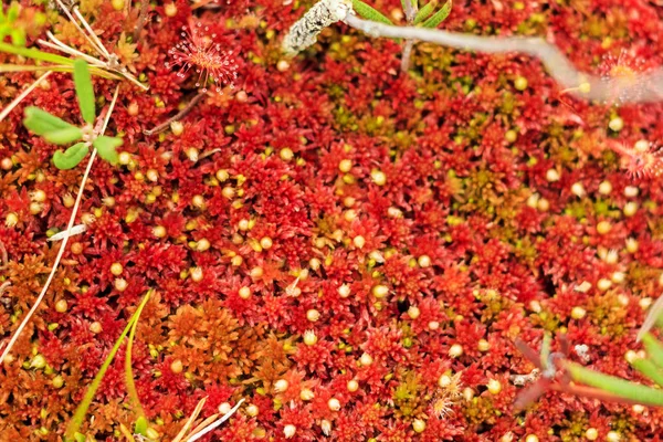 Beautiful red moss in the swamp — Stock Photo, Image