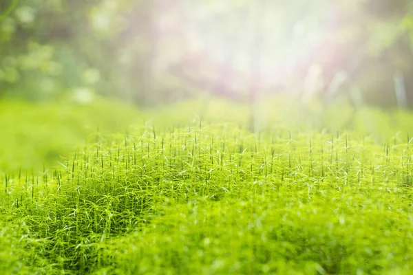 Лесной ковер из зеленых растений — стоковое фото