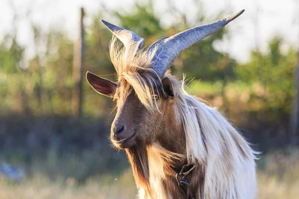 Koza z duże rogi — Zdjęcie stockowe