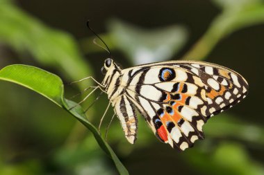 renkli kelebek üzerinde yeşil bir yaprak oturur