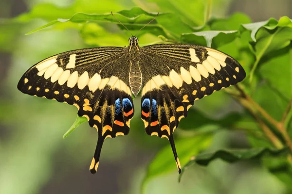 Bela borboleta senta-se entre o verde — Fotografia de Stock