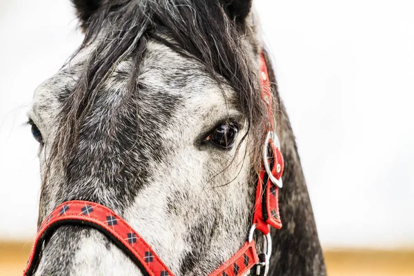 Hermoso caballo gris y arnés rojo —  Fotos de Stock