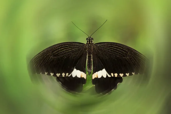 Farfalla nera e vortici — Foto Stock