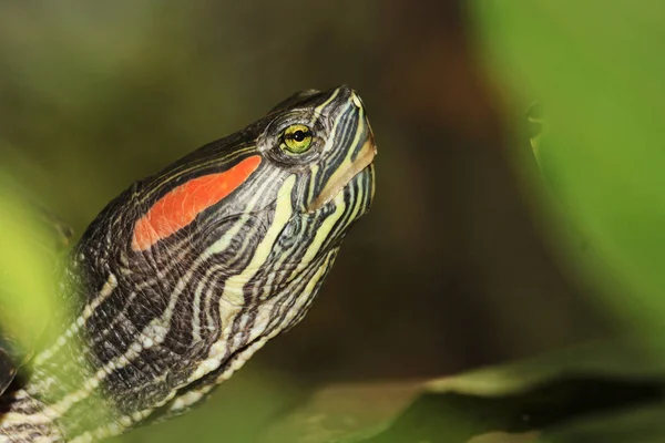 Kırmızı kulaklı kaplumbağa büyük portre — Stok fotoğraf