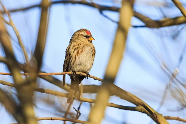 Spring bird Redpoll on a branch — Stock Photo, Image