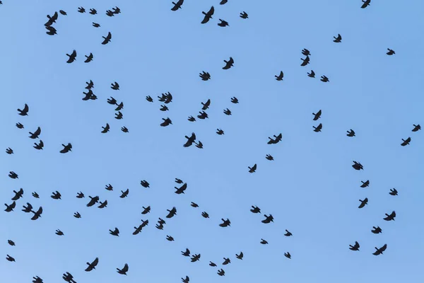 Oiseaux volent rapidement à travers le ciel — Photo