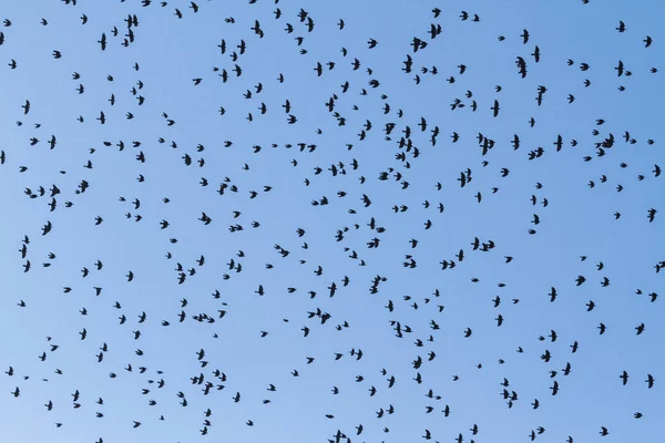 Centenas de corvos voam no céu — Fotografia de Stock