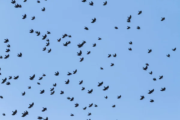 Corbeaux volent rapidement à travers le ciel — Photo